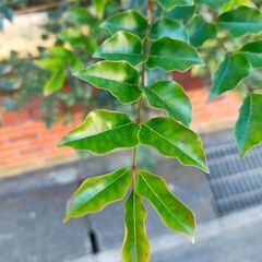 大きめ観葉植物②の画像