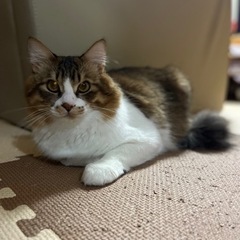 雑種猫 長毛種 ツンデレ雄(オス)1歳
