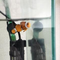カクレクマノミ　1匹