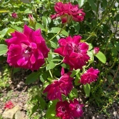 アイスバーグ　バーガンディの画像