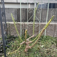 アイスバーグ　バーガンディの画像