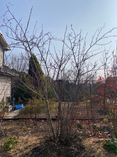 ジューンベリー　株立ち　大苗