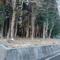 【立木譲ります】の画像