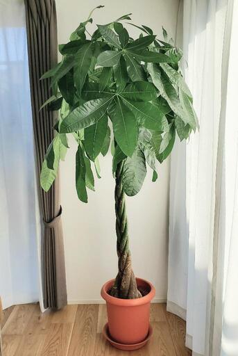 パキラねじり 鉢植え