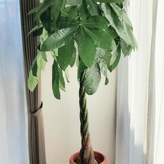 パキラねじり 鉢植え