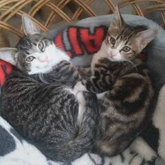 オス、メスの子猫