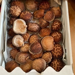 採れたて椎茸1000円！！