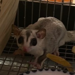 フクロモモンガ    メス