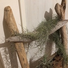 流木のラダーの画像