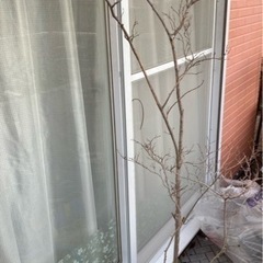 サルスベリ鉢植え