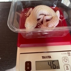ヒョウモントカゲモドキ④スーパーノヴァ