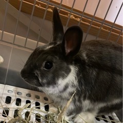 うさぎ　メス