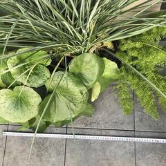 ツワブキ、ディアネラ リトルレブ、アスパラ メイリーの寄植えの画像