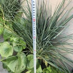 ツワブキ、ディアネラ リトルレブ、アスパラ メイリーの寄植えの画像