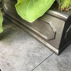 ツワブキ、ディアネラ リトルレブ、アスパラ メイリーの寄植えの画像