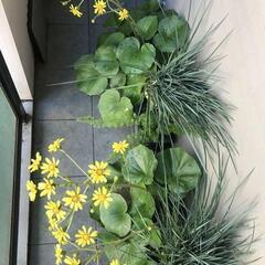 ツワブキ、ディアネラ リトルレブ、アスパラ メイリーの寄植えの画像