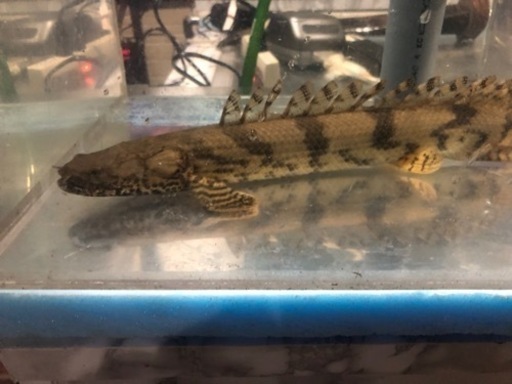 ポリプテルス　エンドリケリー 約４３センチ　ワイルド個体