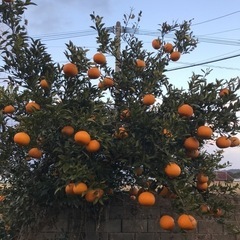 残りわずか"もぎたてみかん"🍊甘夏(1つ30円)