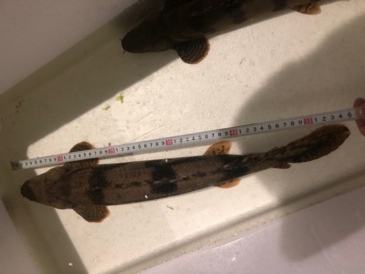 ポリプテルスエンドリケリー  約55センチ