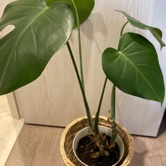 観葉植物（モンステラ）