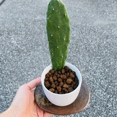 ウチワサボテン　受け皿付き