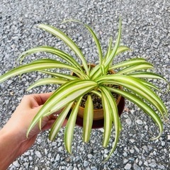 オリズルラン