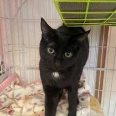 黒猫の女の子　5ヶ月　譲渡が決まりました！