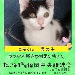兄妹のナタリーちゃんと一緒に【譲渡会参加】