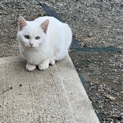 白の里親募集