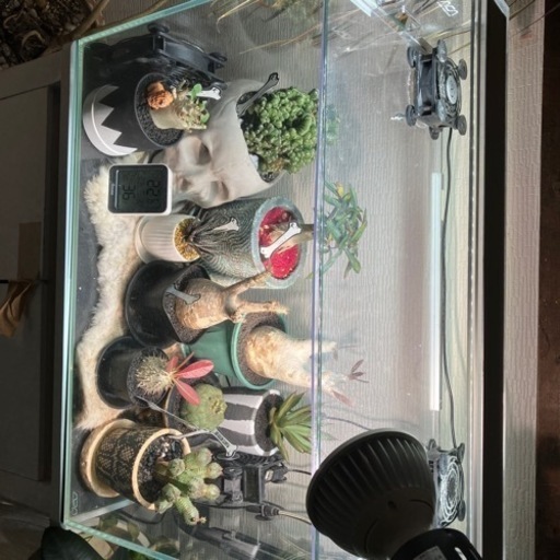 マダガスカル植物コーデックス