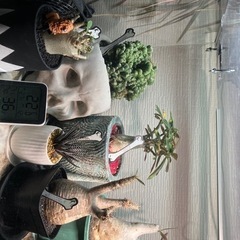 マダガスカル植物コーデックス