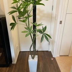 人工観葉植物　パキラ