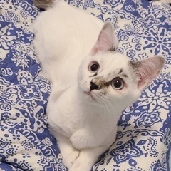 トライアル中！子猫ポワ♂(真ん中)