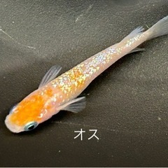 【卵@60円】＜静楽庵様より購入＞ 極美 紅白ラメ幹之-体外光タイプ の 有精卵 - 1セット目 【本文をよくお読みください】の画像