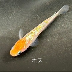 【卵@60円】＜静楽庵様より購入＞ 極美 紅白ラメ幹之-体外光タイプ の 有精卵 - 1セット目 【本文をよくお読みください】の画像