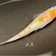 【卵@60円】＜静楽庵様より購入＞ 極美 紅白ラメ幹之-体外光タイプ の 有精卵 - 1セット目 【本文をよくお読みください】の画像