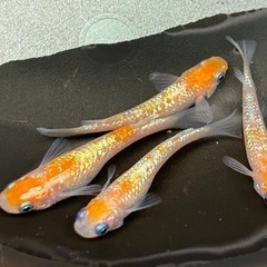 【卵@60円】＜静楽庵様より購入＞ 極美 紅白ラメ幹之-体外光タイプ の 有精卵 - 1セット目 【本文をよくお読みください】の画像