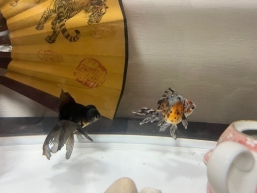 大型水槽セット(余っている金魚のエサとフィルター等付き) 