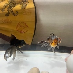 大型水槽セット(余っている金魚のエサとフィルター等付き) 