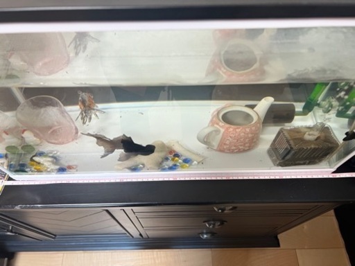 大型水槽セット(余っている金魚のエサとフィルター等付き) 