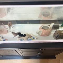 大型水槽セット(余っている金魚のエサとフィルター等付き) 