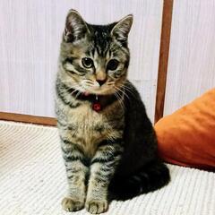 譲渡完了しました。ありがとうございますm(_ _)m❣️４ヶ月。