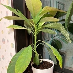 【商談中】アボカドの木　苗？差し上げます