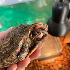 譲渡完了【亀】コスタリカアカスジヤマガメ♀（別名マンヤマガメ）の画像