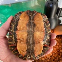 譲渡完了【亀】コスタリカアカスジヤマガメ♀（別名マンヤマガメ） - 杉並区