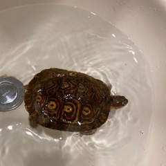 譲渡完了【亀】コスタリカアカスジヤマガメ♀（別名マンヤマガメ） - 里親募集