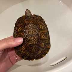 譲渡完了【亀】コスタリカアカスジヤマガメ♀（別名マンヤマガメ） − 東京都