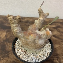 パキポディウムエブレネウム 現地株発根済み