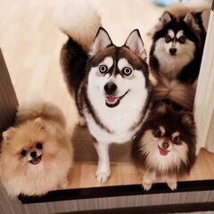ブリーダー店舗の犬猫スペースの清掃・管理全般