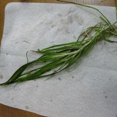 【水草お分けします】ブリクサ・ショートリーフ 数株